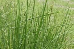 images_016